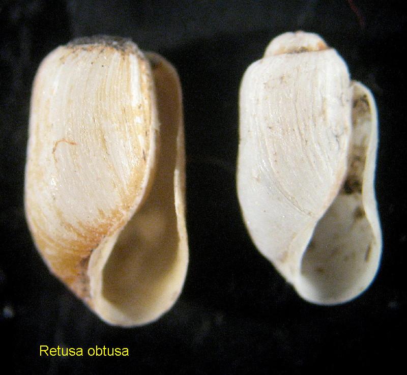 acteocina mucronata